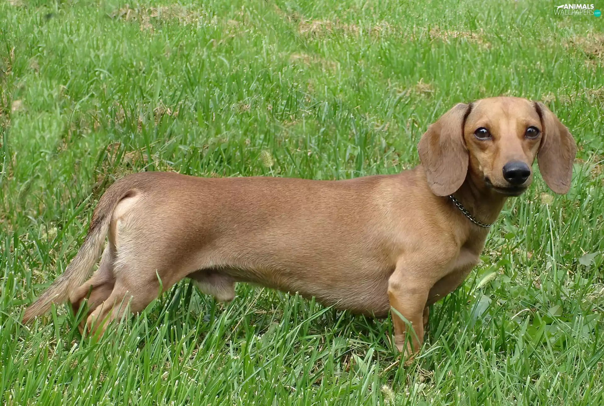 grass, Dachshund Shorthair, Green