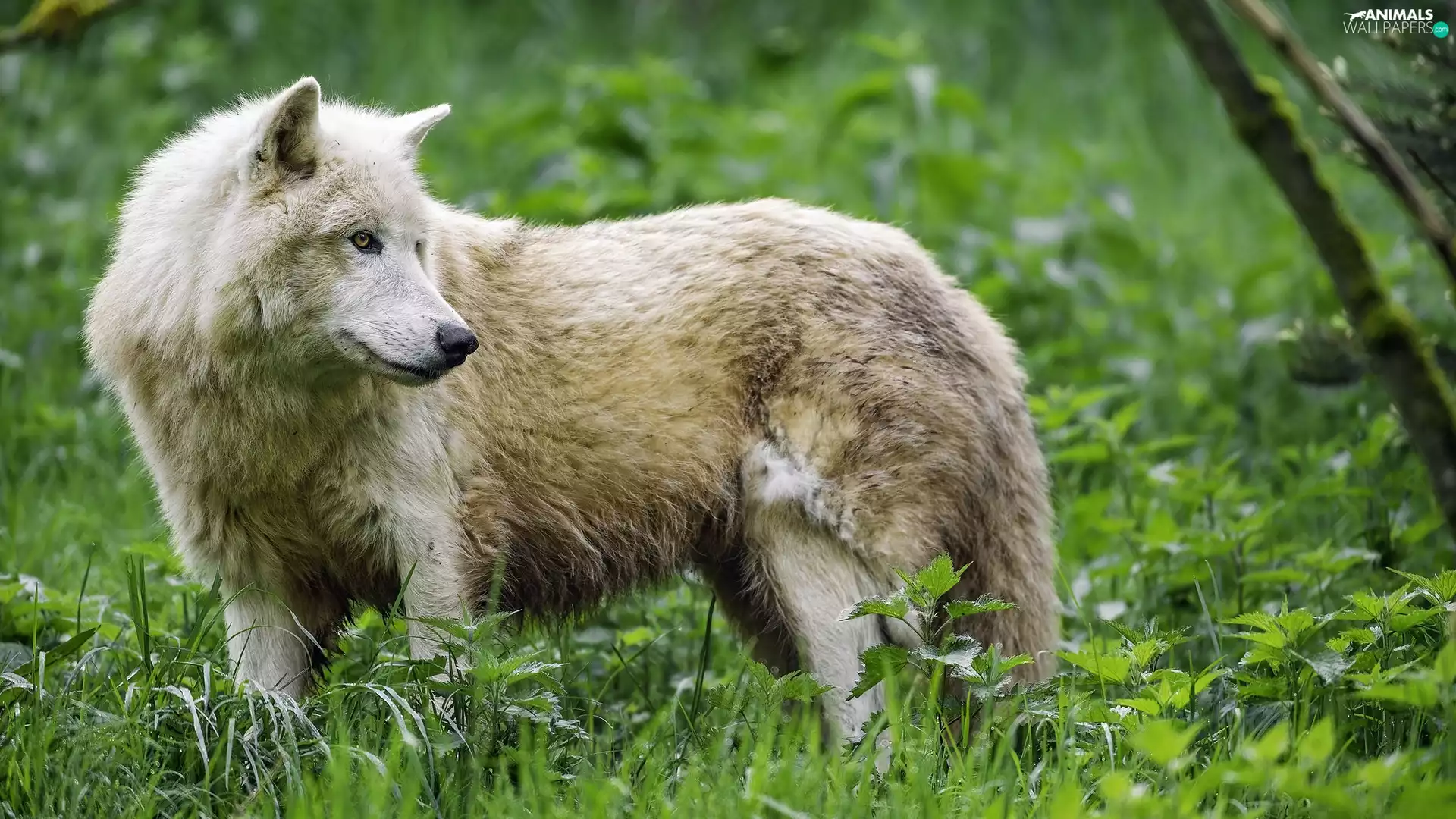 grass, Polar Wolf, Green