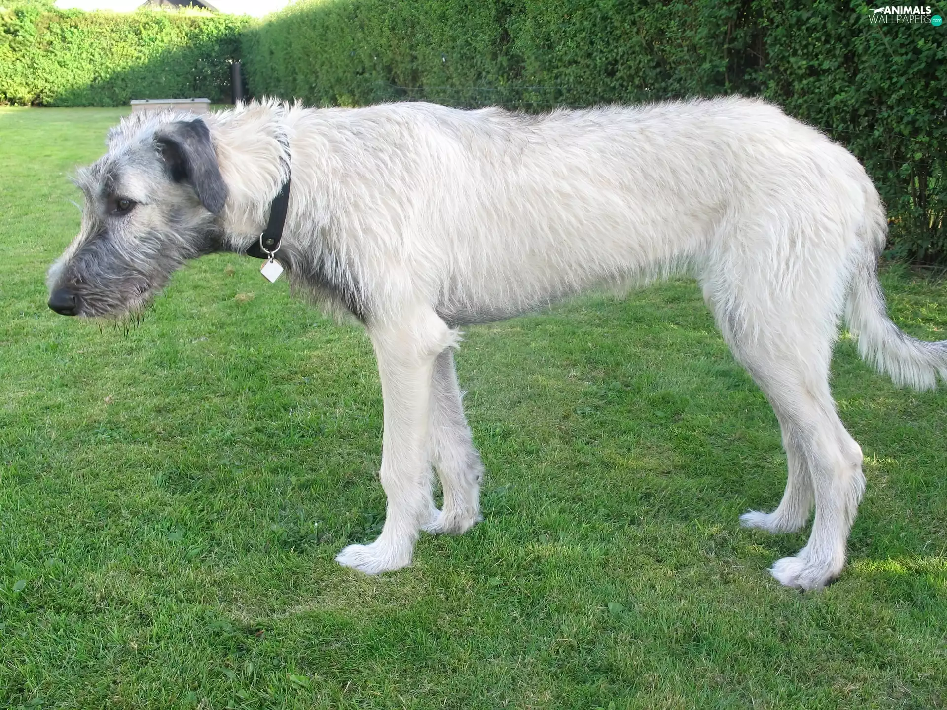 grass, Irish Wolfhound, Green