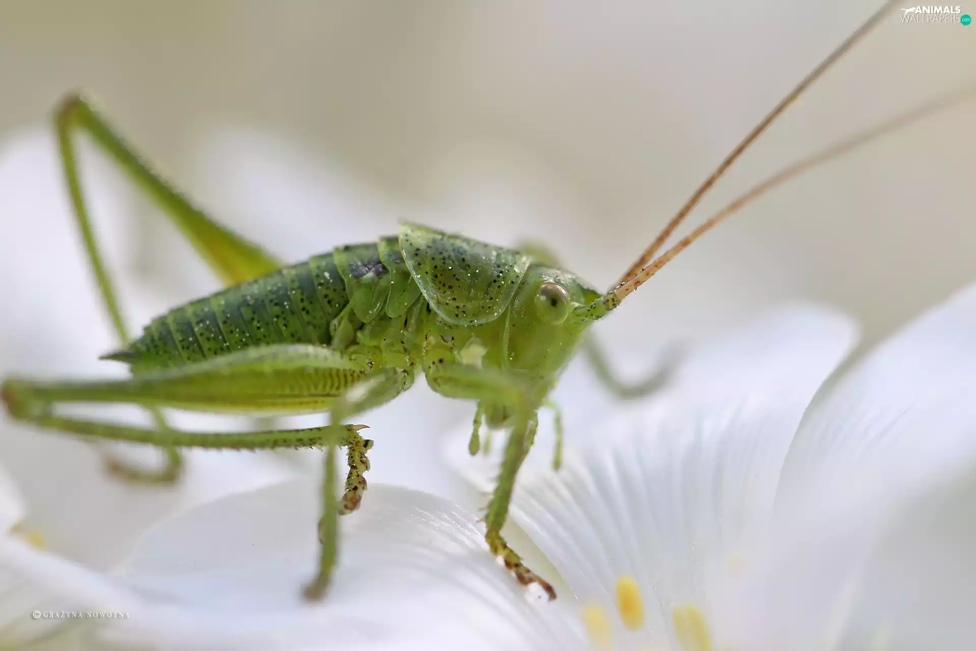 grasshopper, Insect, Close, Green