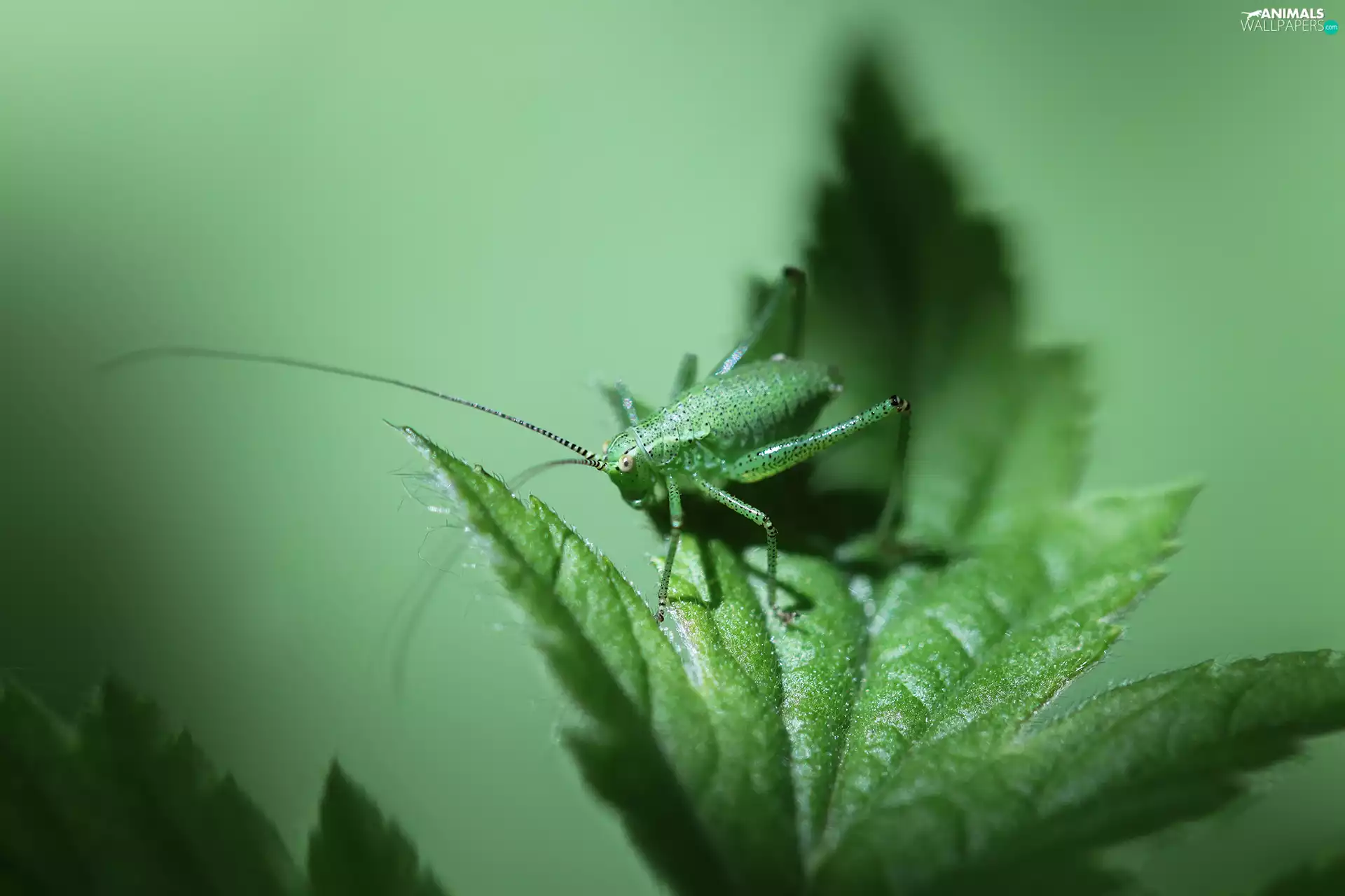 grasshopper, Insect, leaf, Green