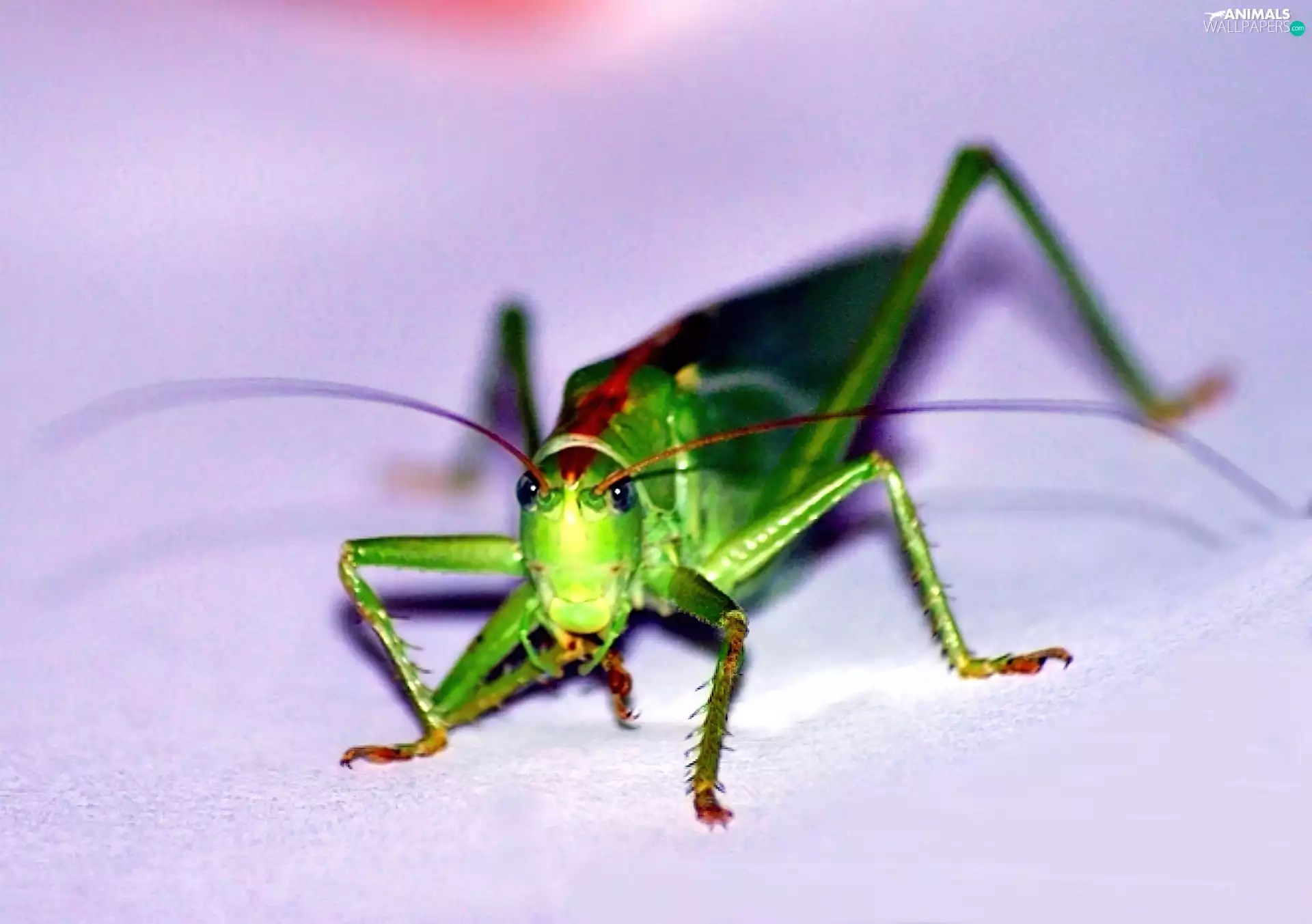 Green, grasshopper