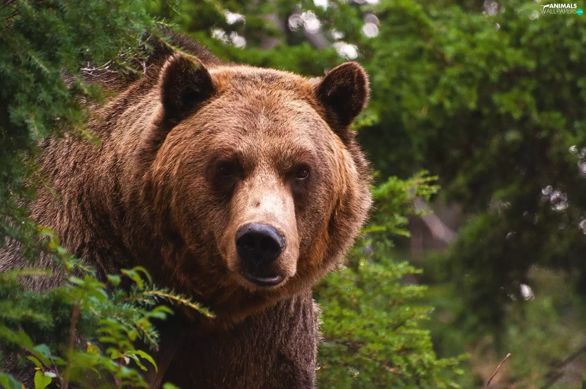 green, bear, Grizzly