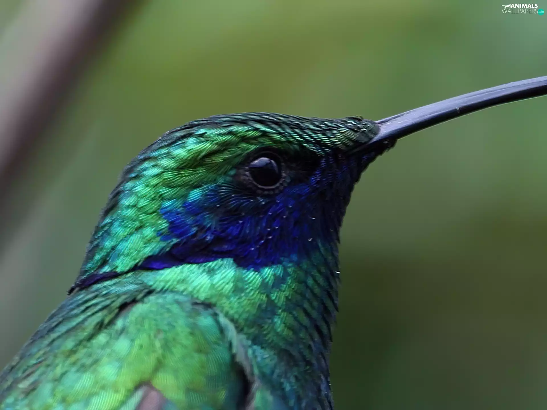 humming-bird, blue, Green