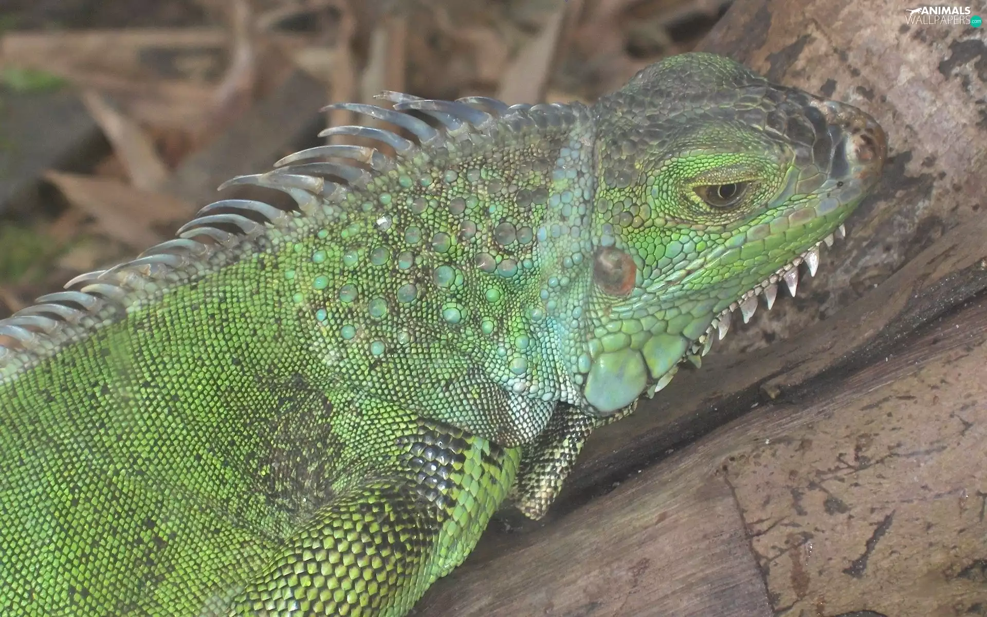 Green, Iguana