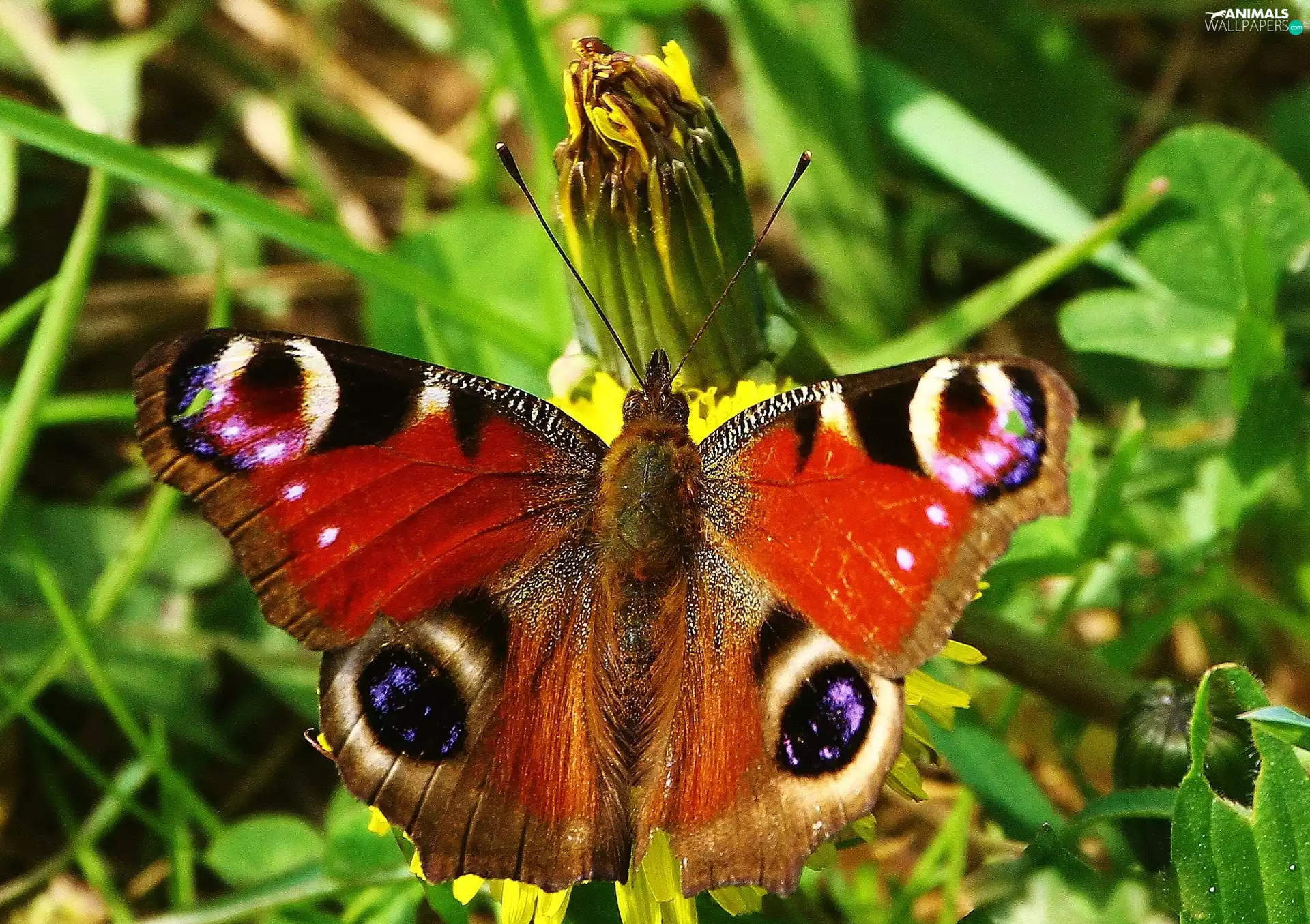 green, butterfly, io
