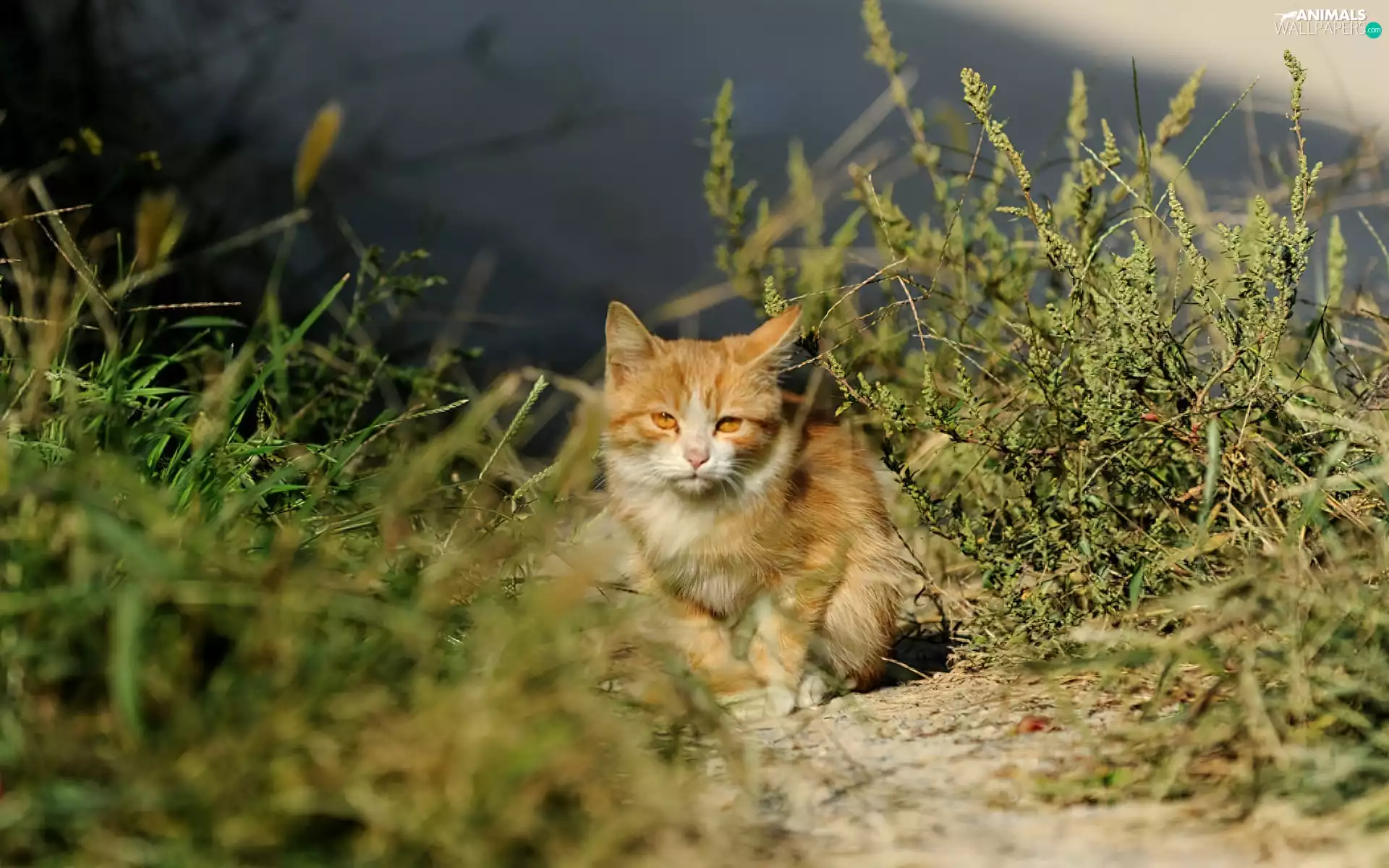 green, ginger, kitten