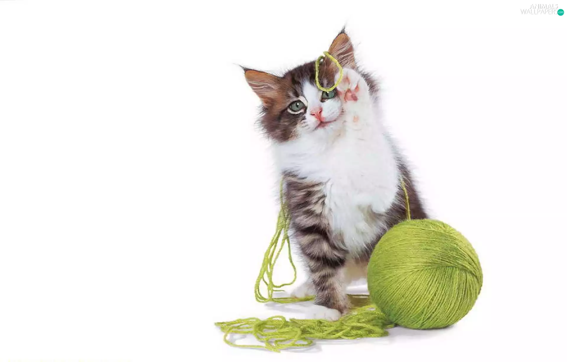 kitten, drag, play, Green