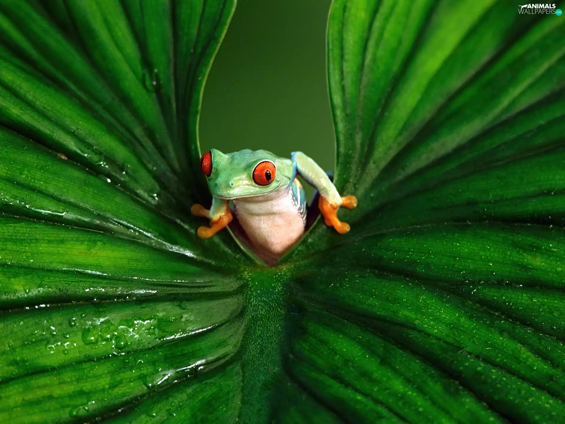 leaf, frog, frog, Green