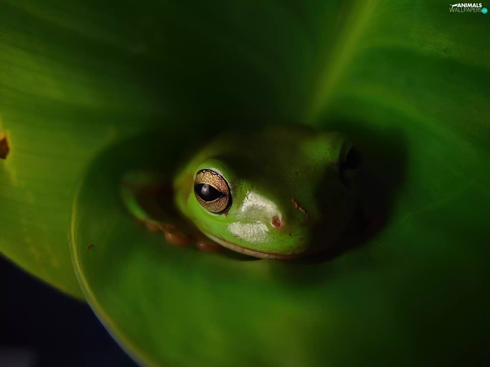 leaf, strange frog, Green