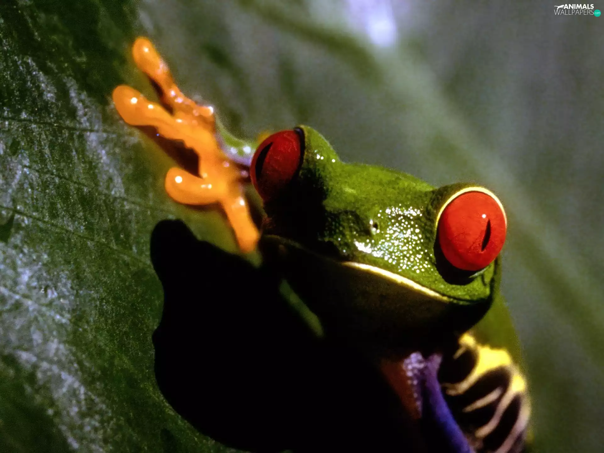 leaf, strange frog, Green