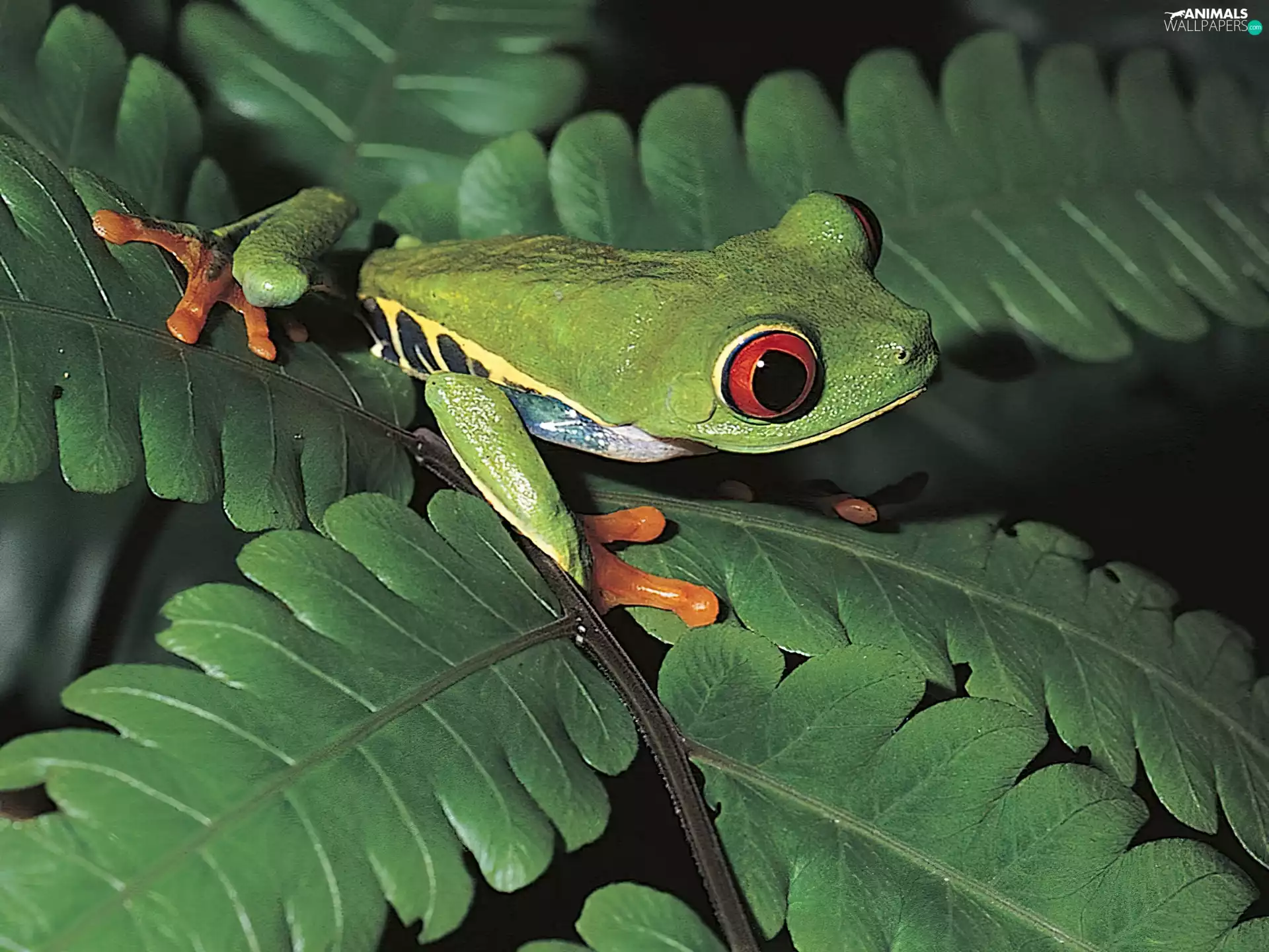 leaf, strange frog, Green
