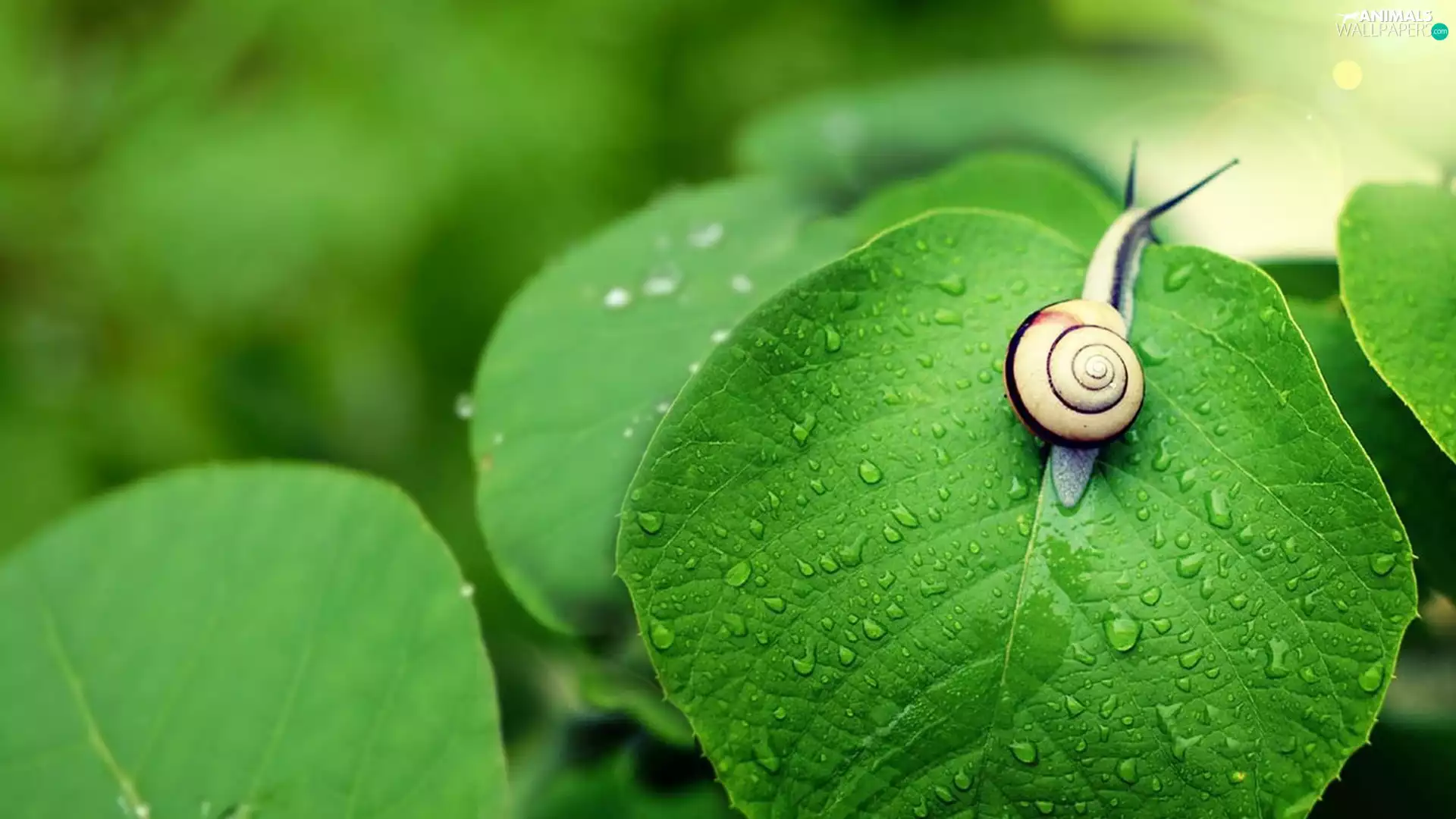 green, snail, leaf