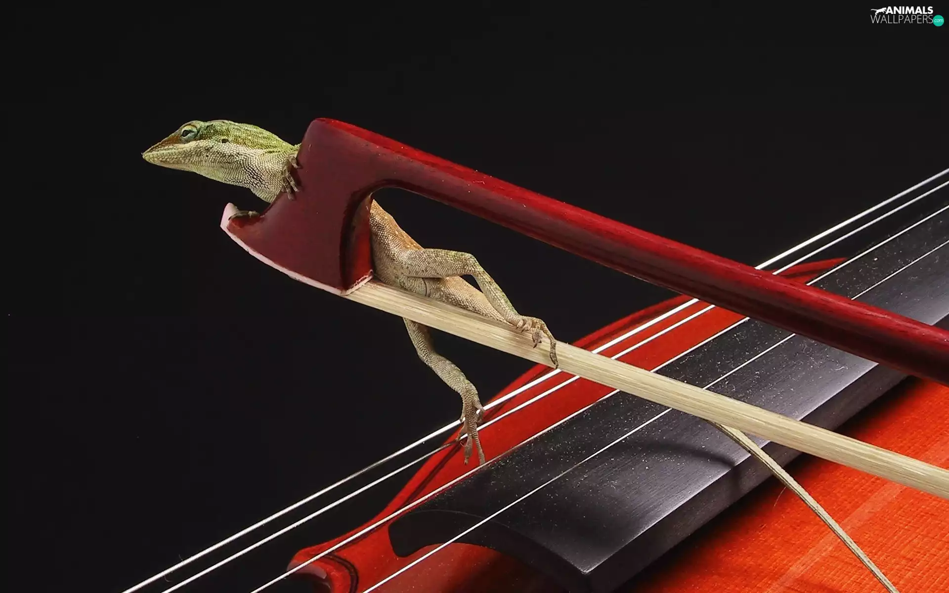 Green Anolis, lizard