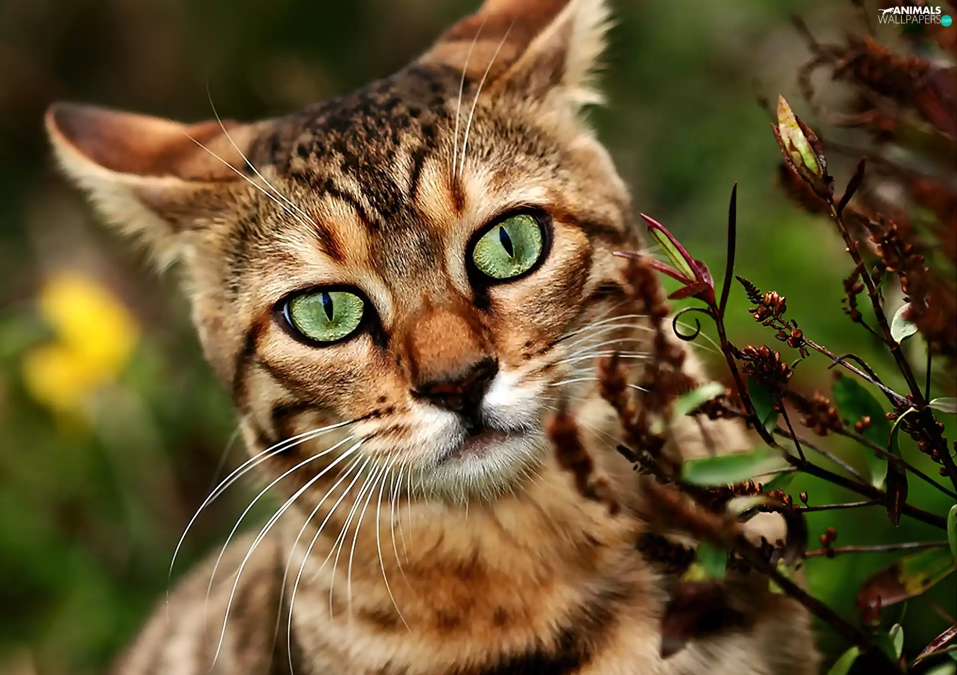 cat, green ones, Eyes, bengal