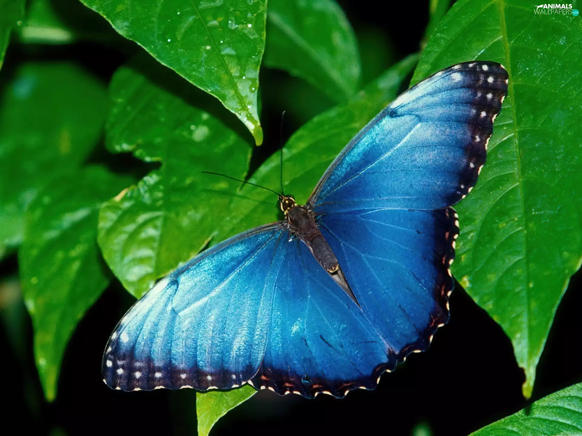 blue, green ones, Leaf, butterfly