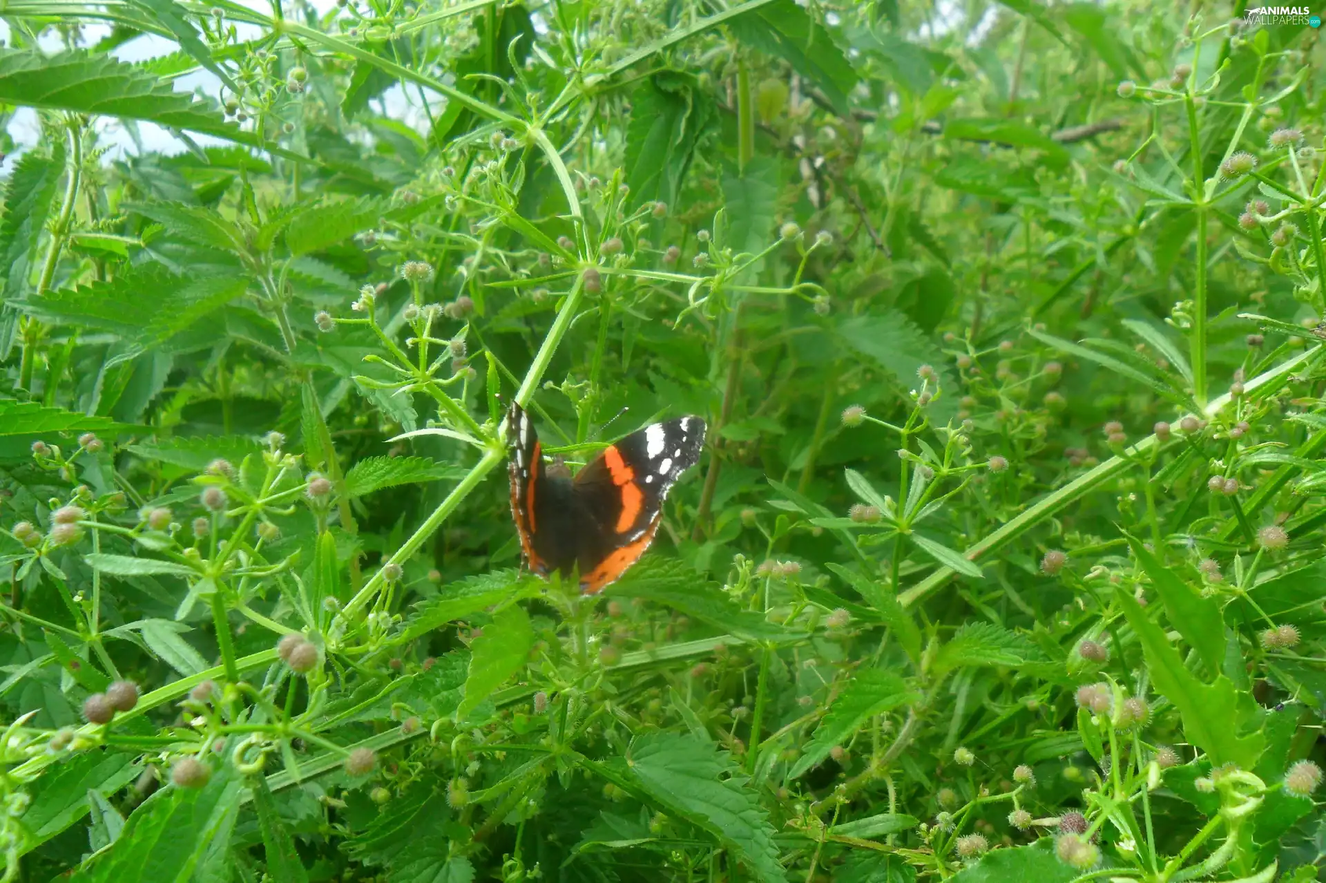 color, green ones, Leaf, butterfly