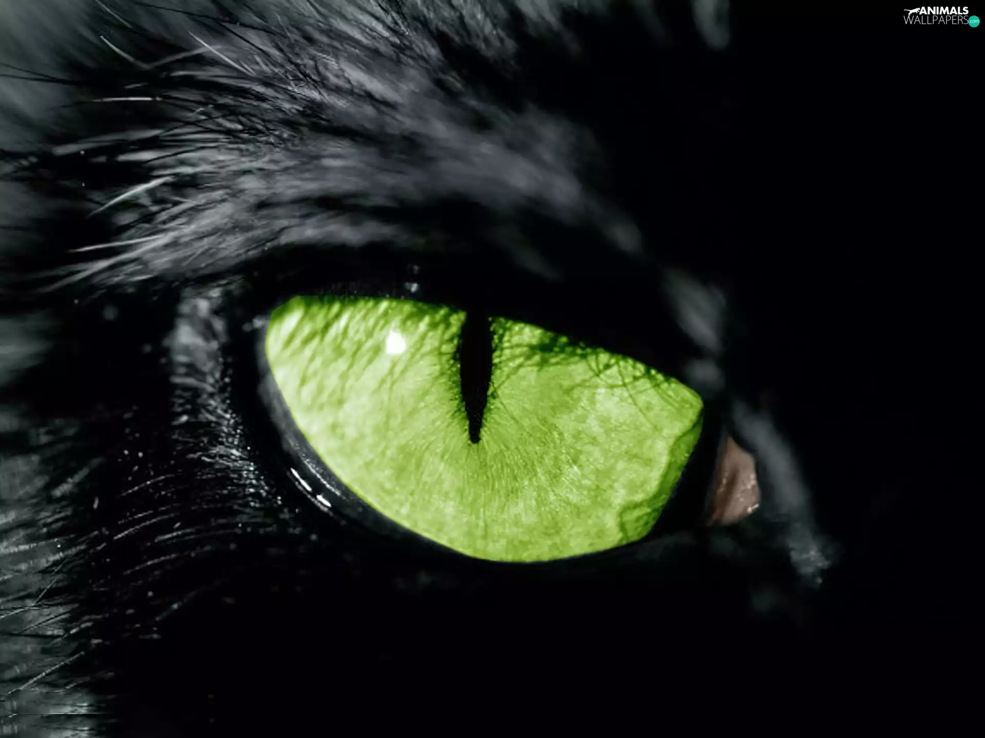 Black, green ones, eye, cat