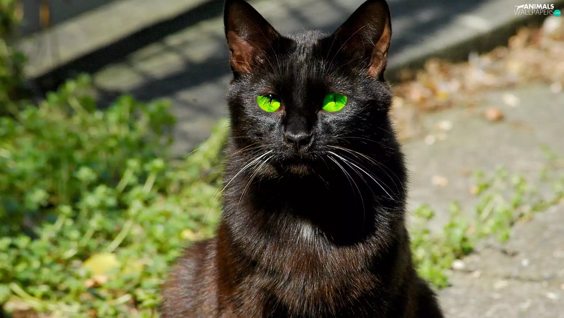 Black, green ones, Eyes, cat