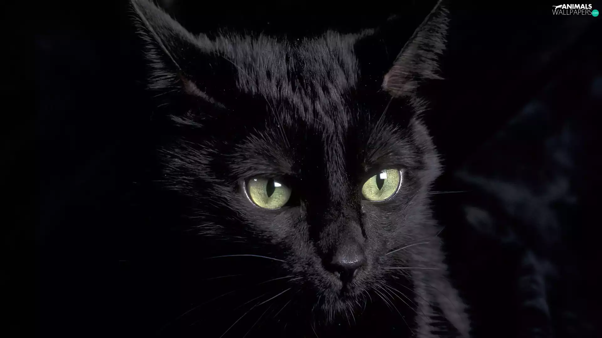 Black, green ones, Eyes, cat