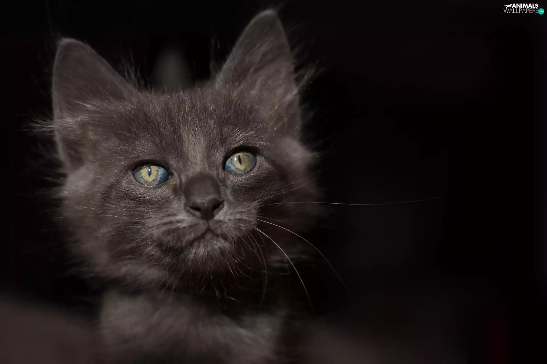 Black, green ones, Eyes, cat