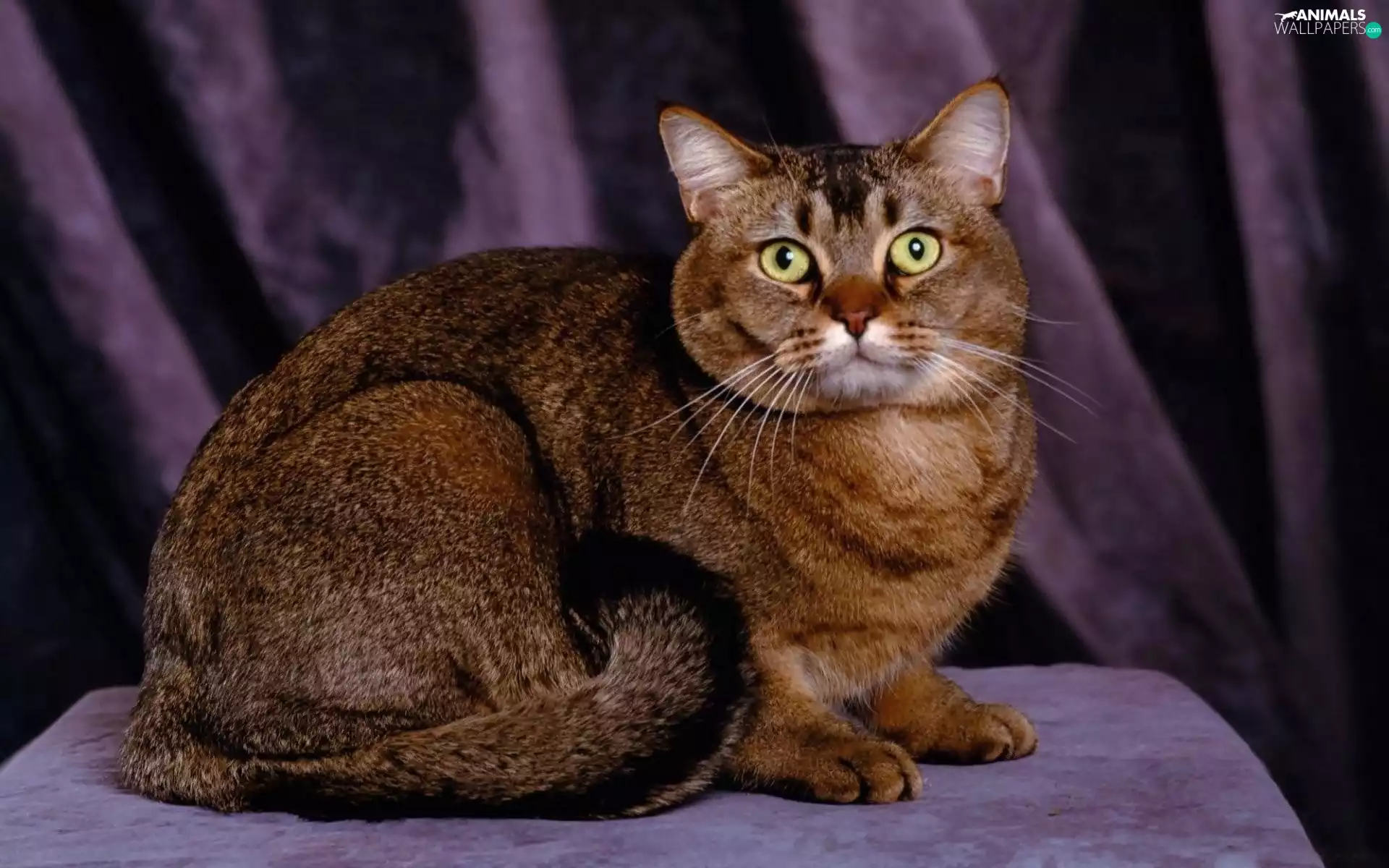 ginger, green ones, Eyes, cat