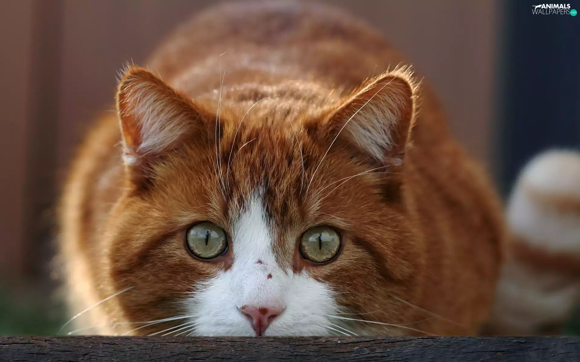 ginger, green ones, Eyes, cat