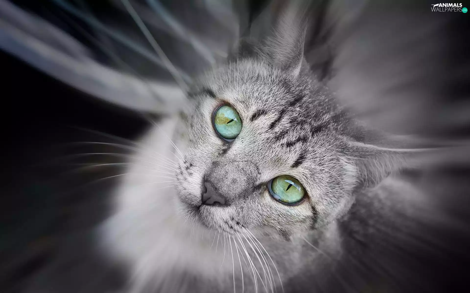 Gray, green ones, Eyes, cat