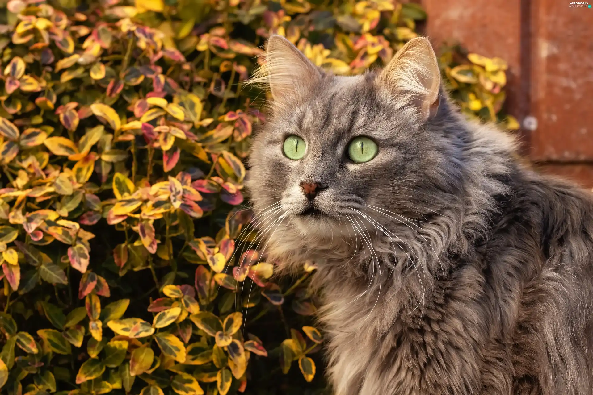 Longhaired, green ones, Eyes, cat