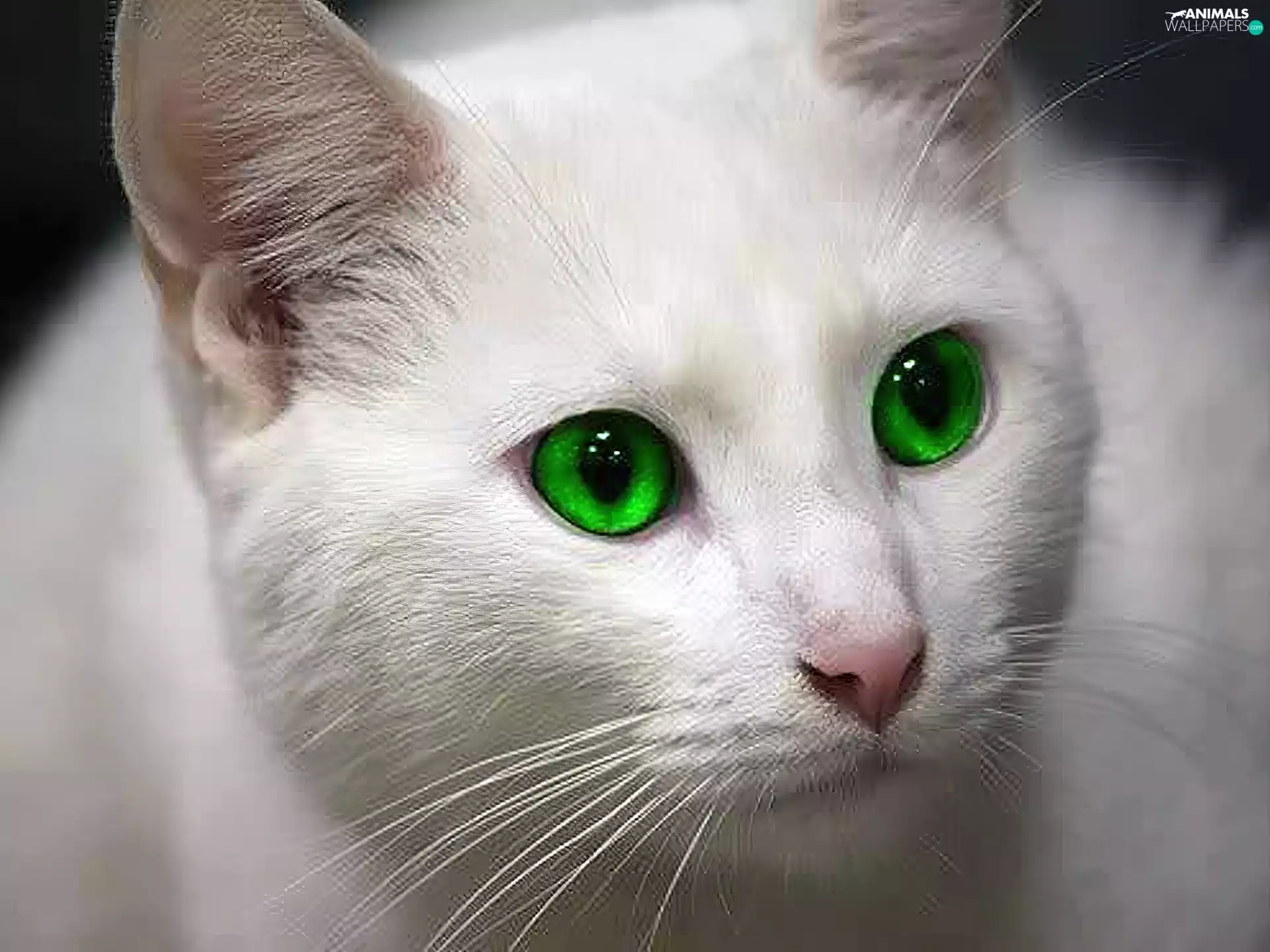 White, green ones, Eyes, cat