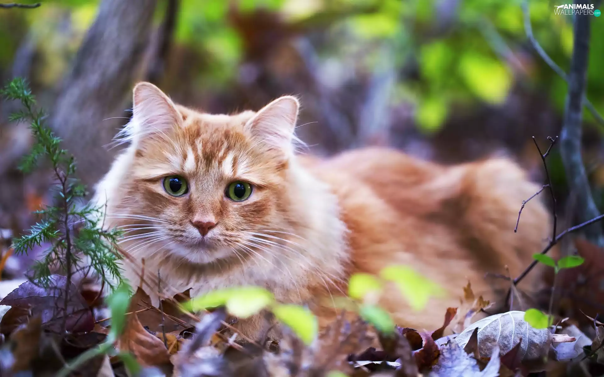 kitten, green ones, Leaf, Eyes