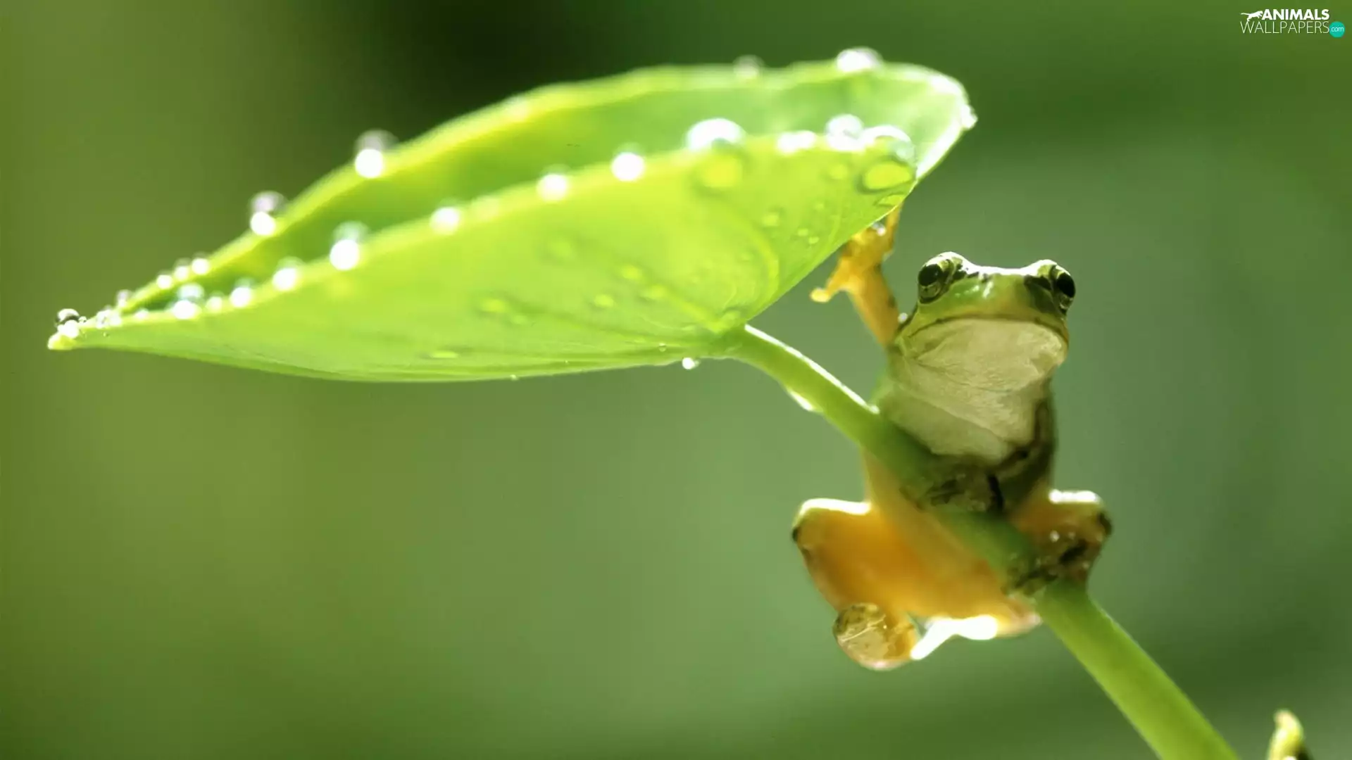 small, green ones, Leaf, frog