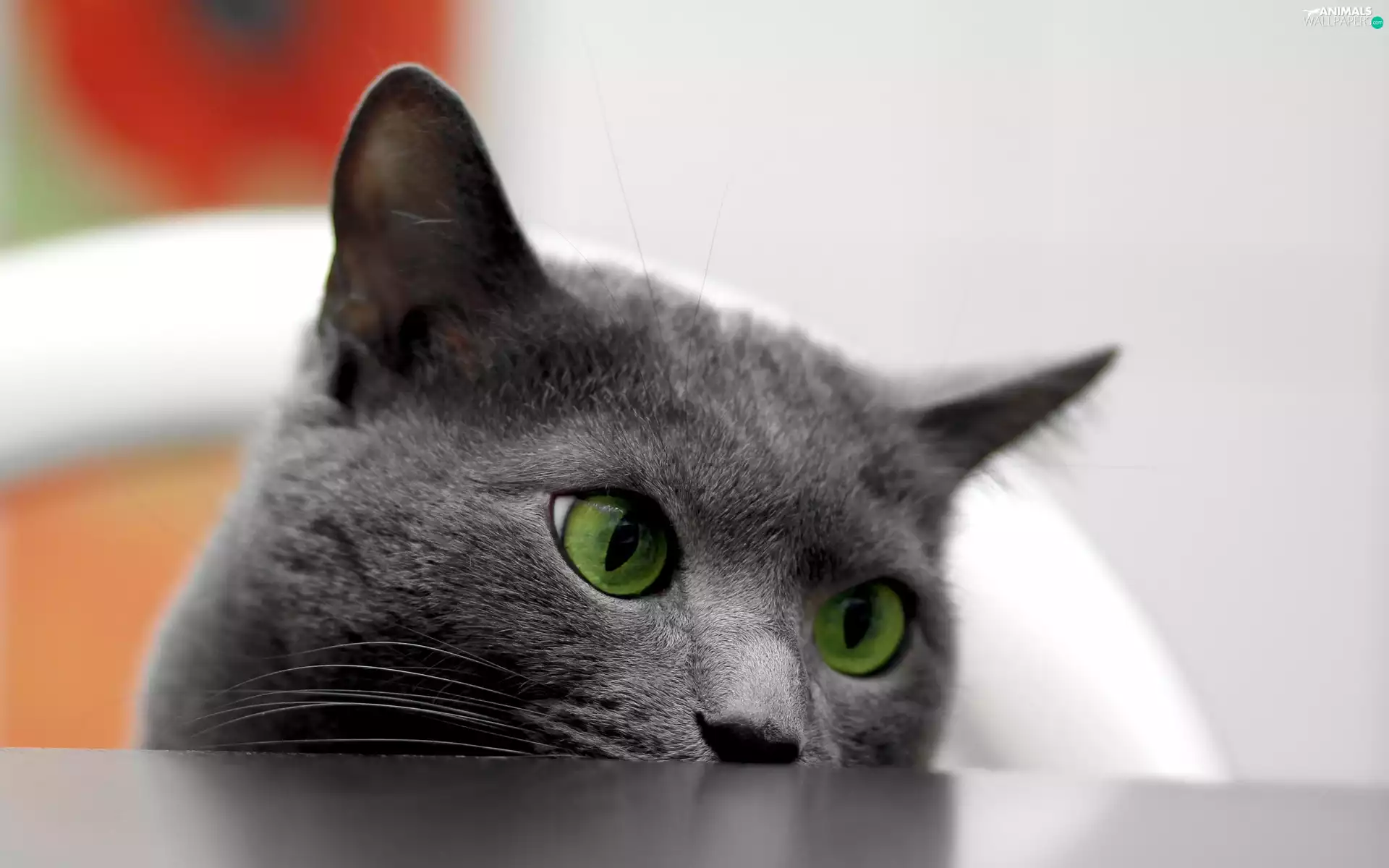 cat, green ones, Eyes, Head