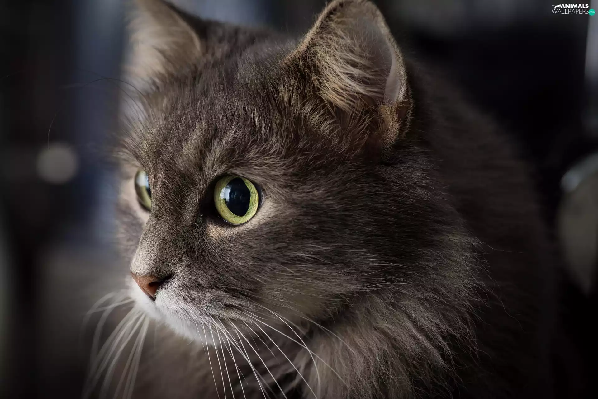 Gray, green ones, Eyes, kitten