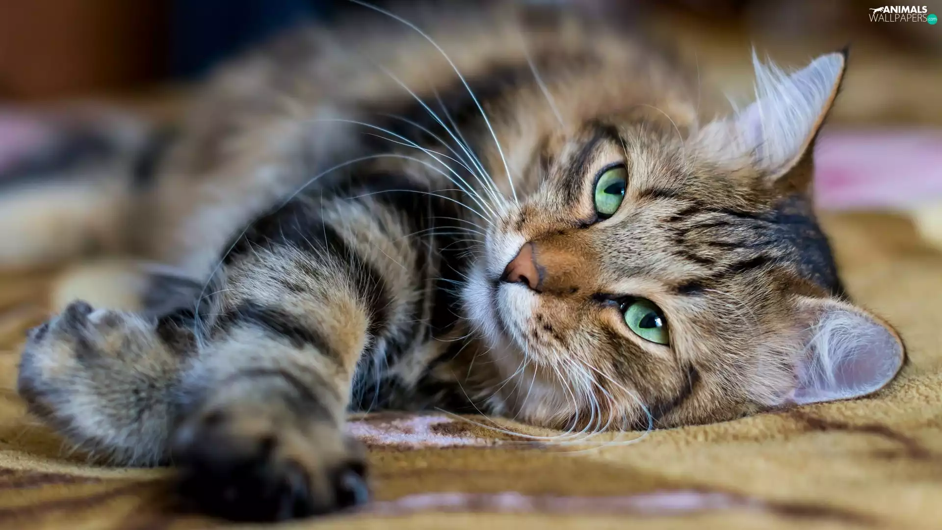 cat, green ones, Eyes, lying