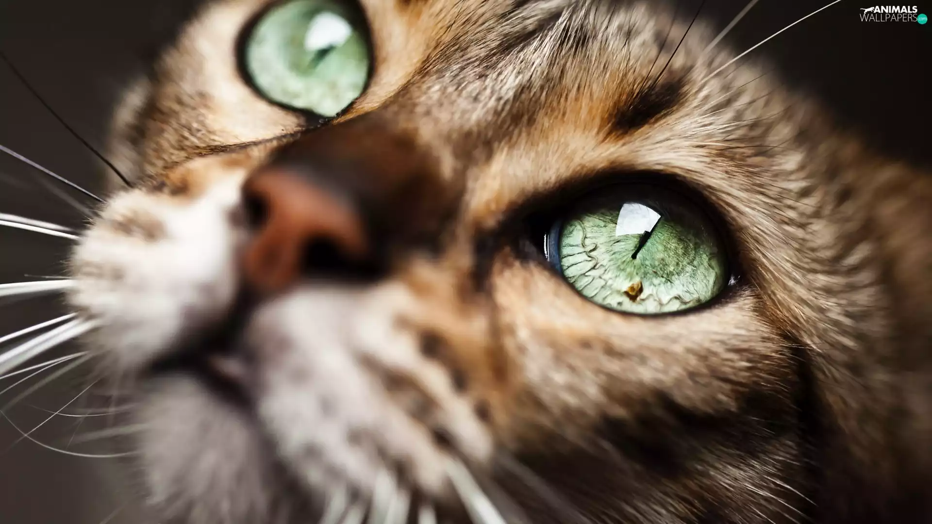 cat, green ones, Eyes, mouth