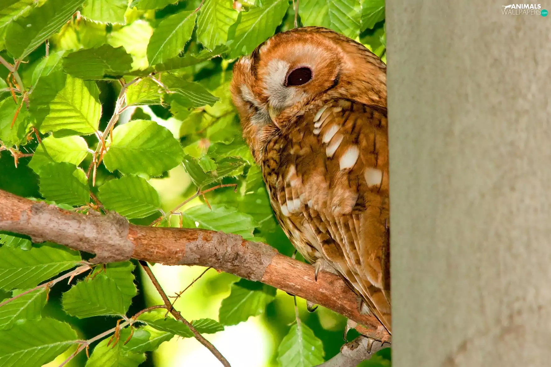 Brown, green ones, Leaf, owl