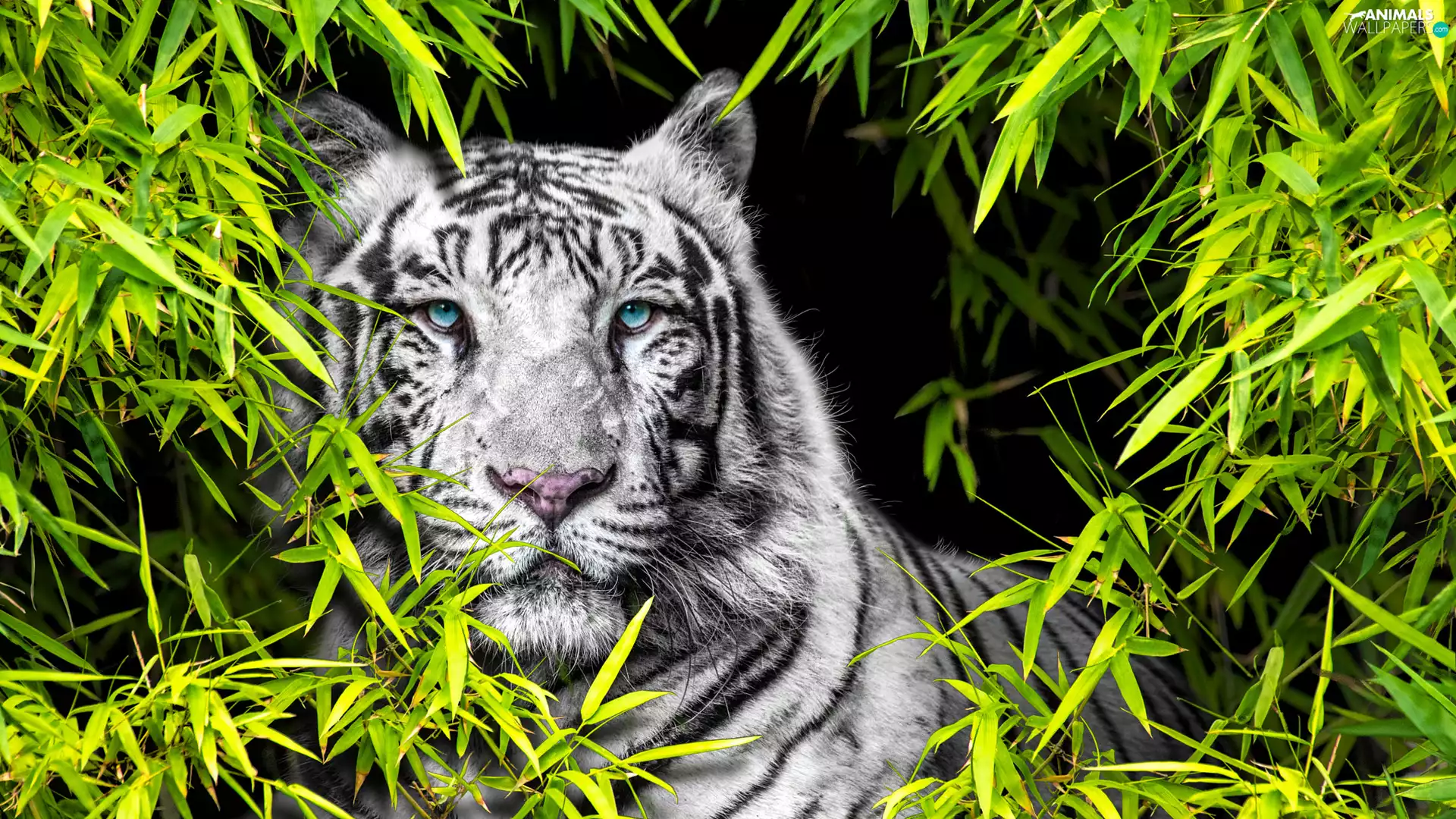 White, green ones, Leaf, tiger