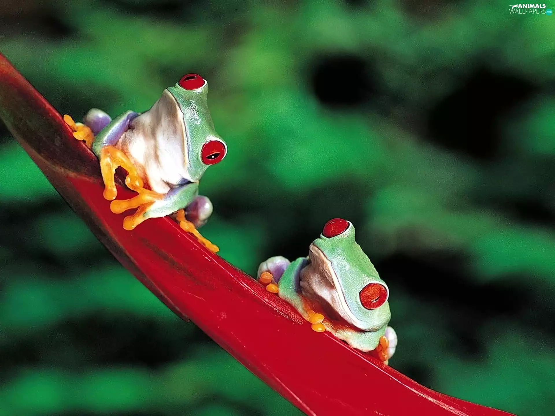 twig, green ones, frogs, Two