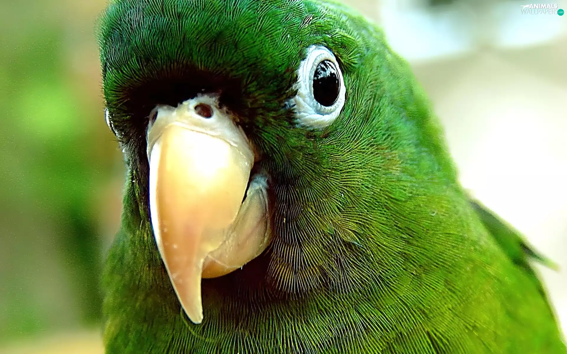 Green, parrot