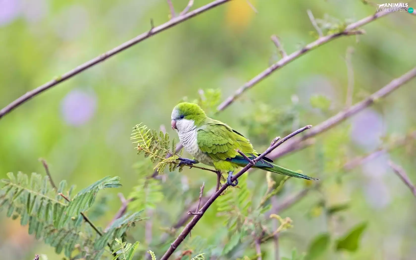 Green, parrot