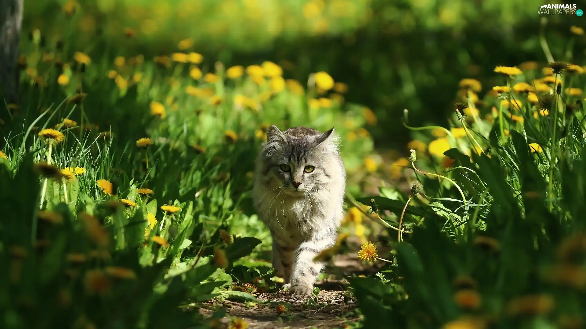 green, Path, Meadow, dandelion, cat