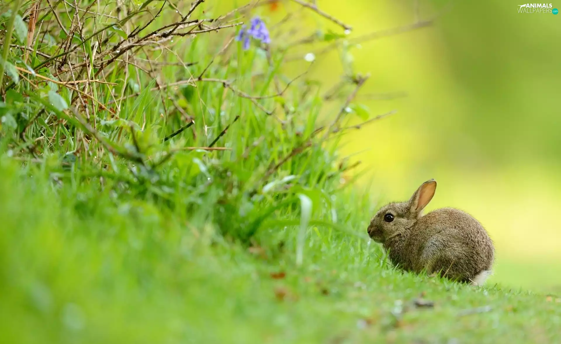 green, Bunny, Plants