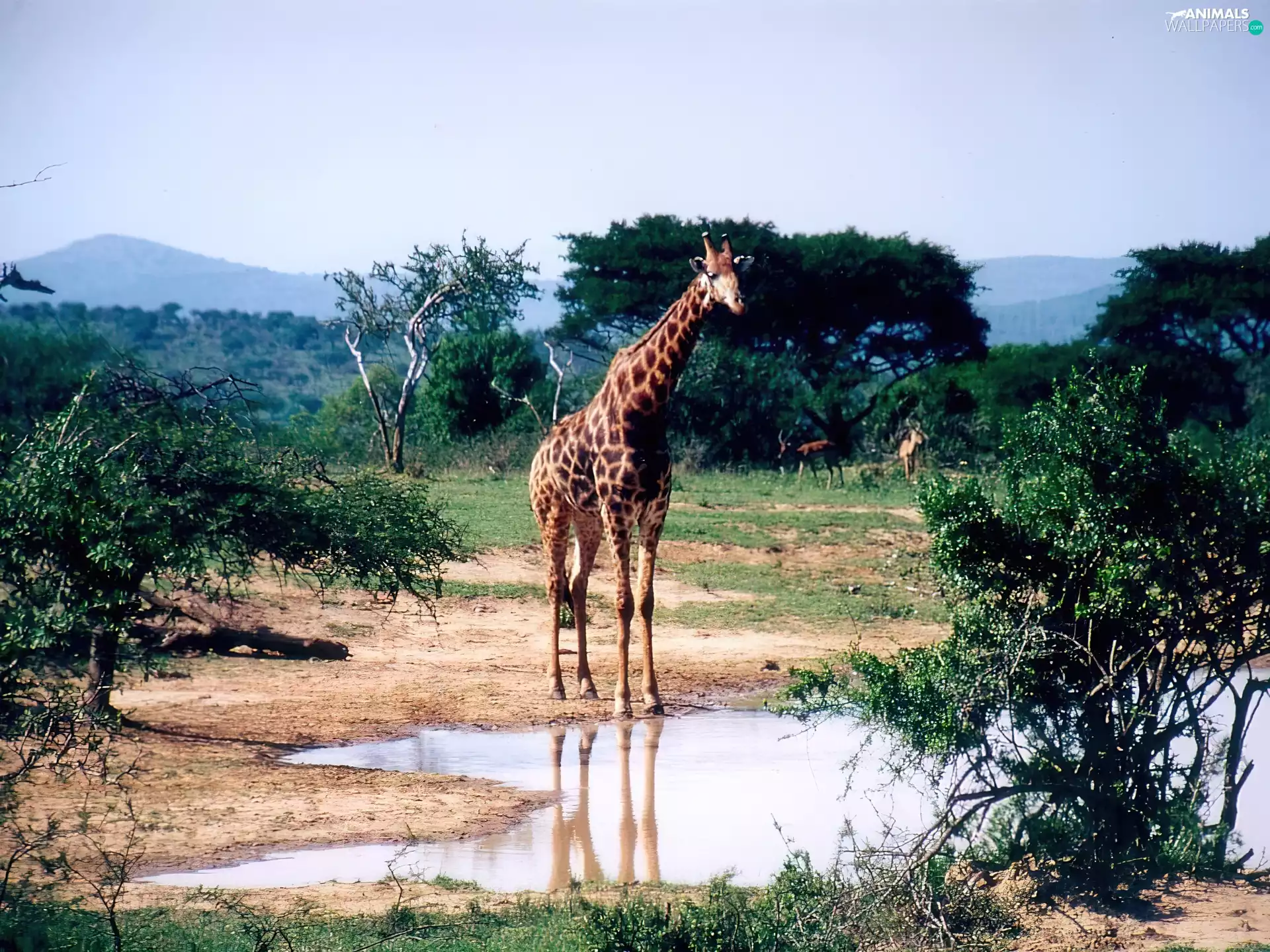The muddy, puddle, green ones, Bush, giraffe