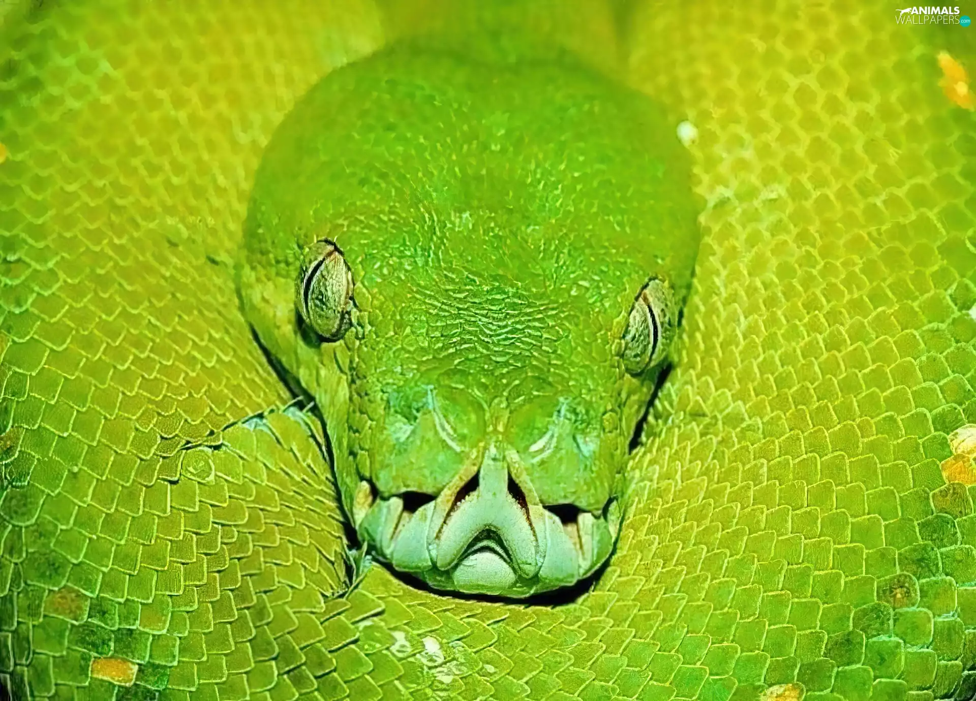 Green, convoluted, python