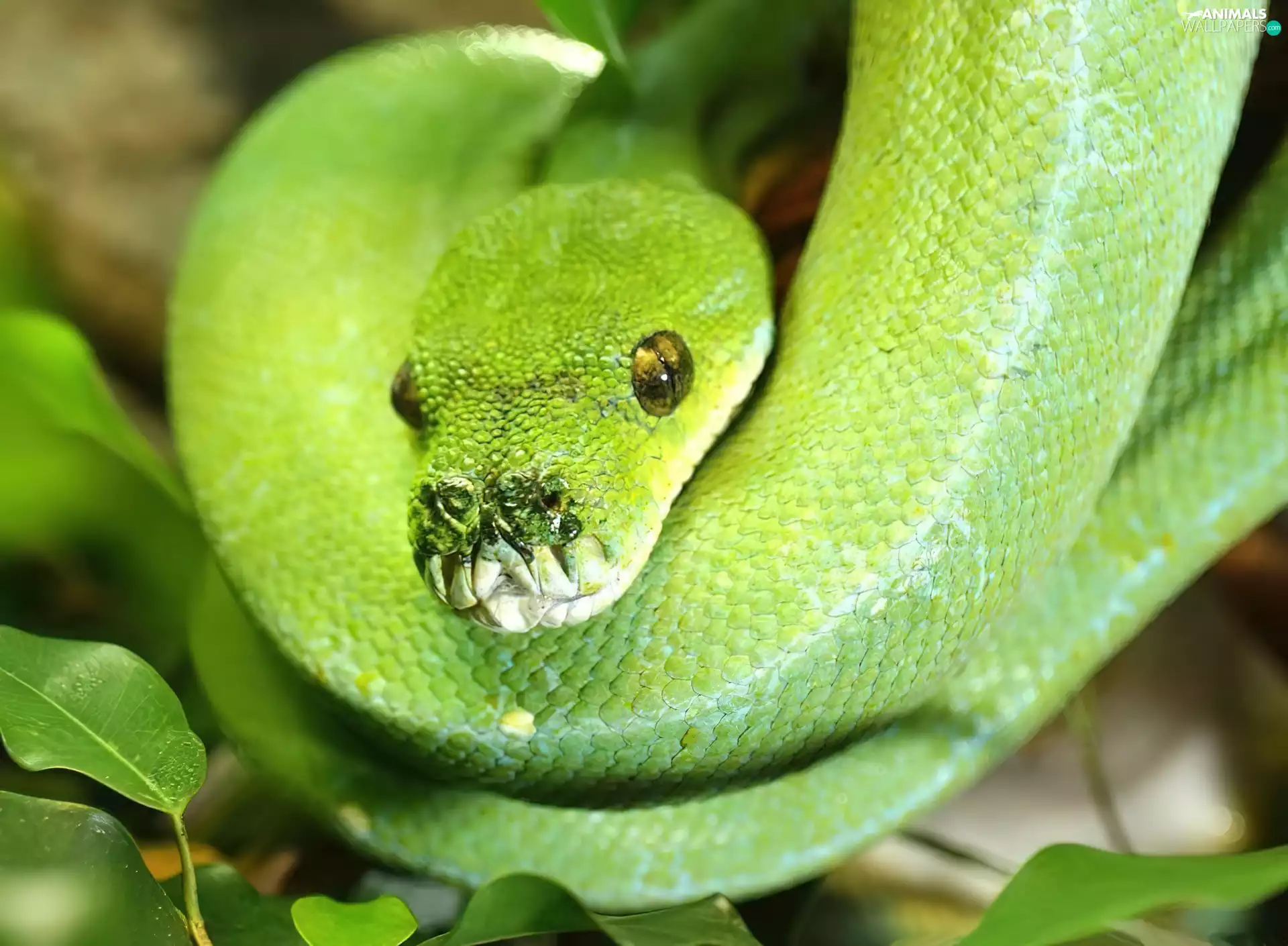 Green, Snake, python