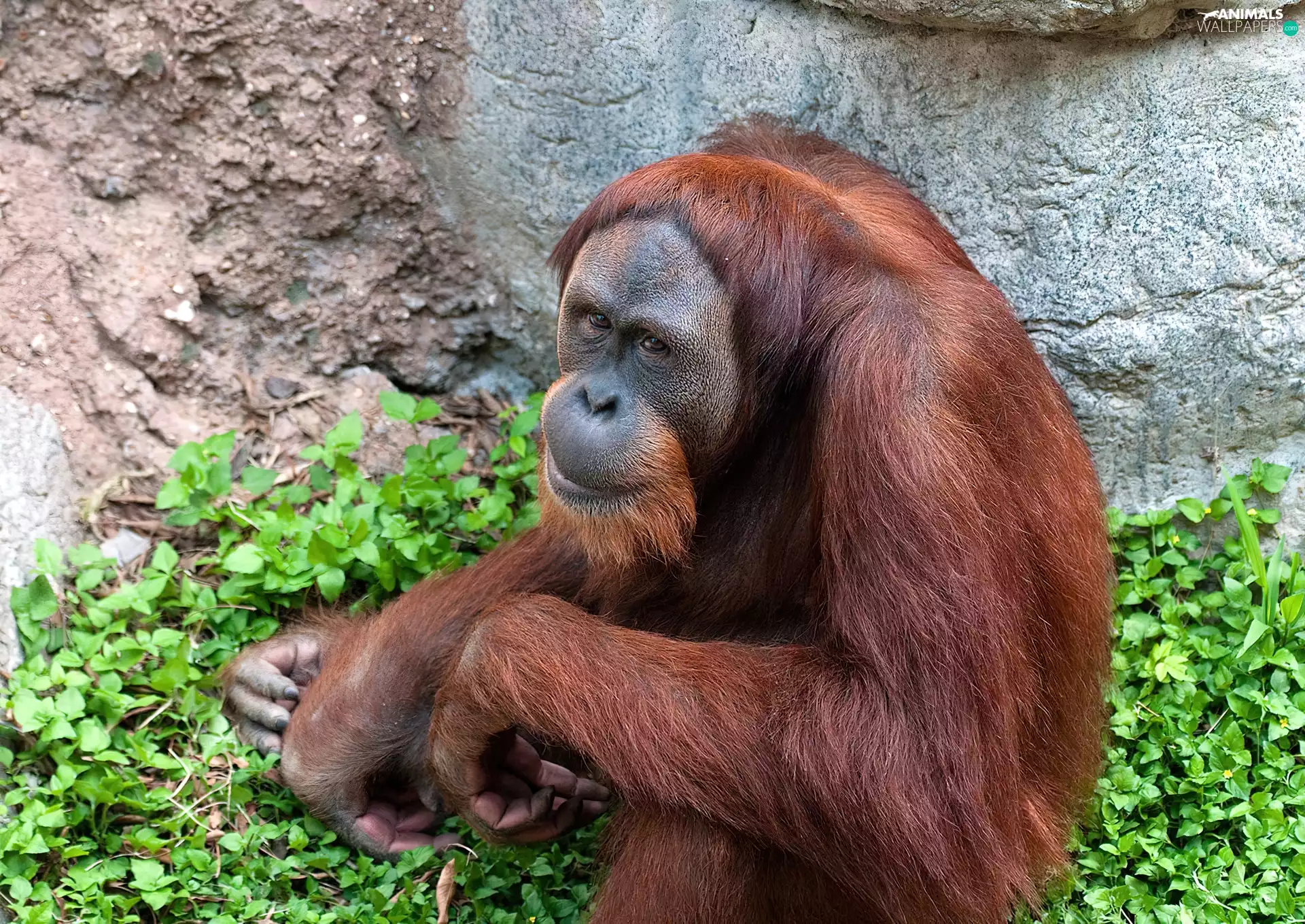 green, orangutan, Rocks