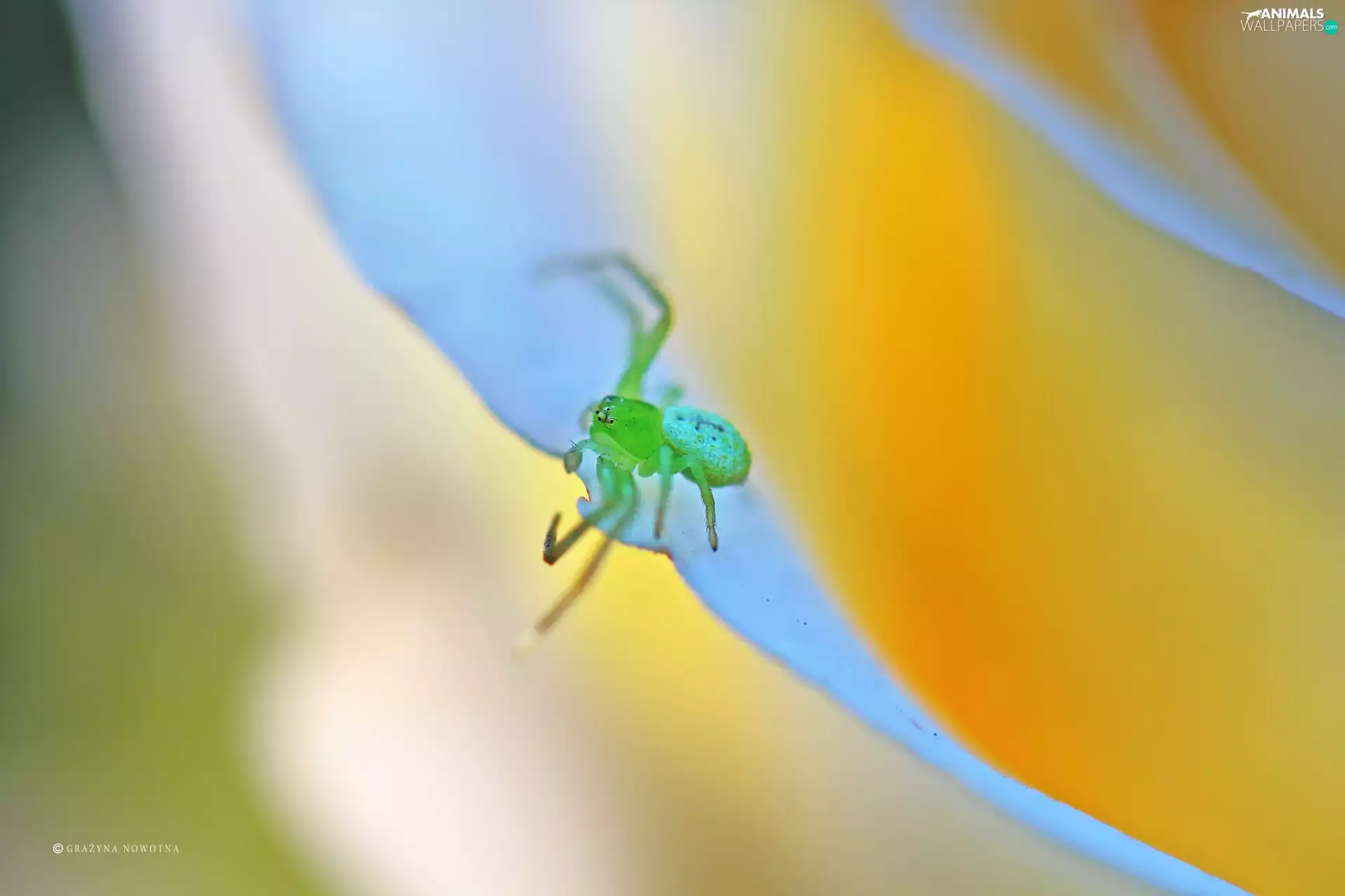 small, spider, flakes, Green