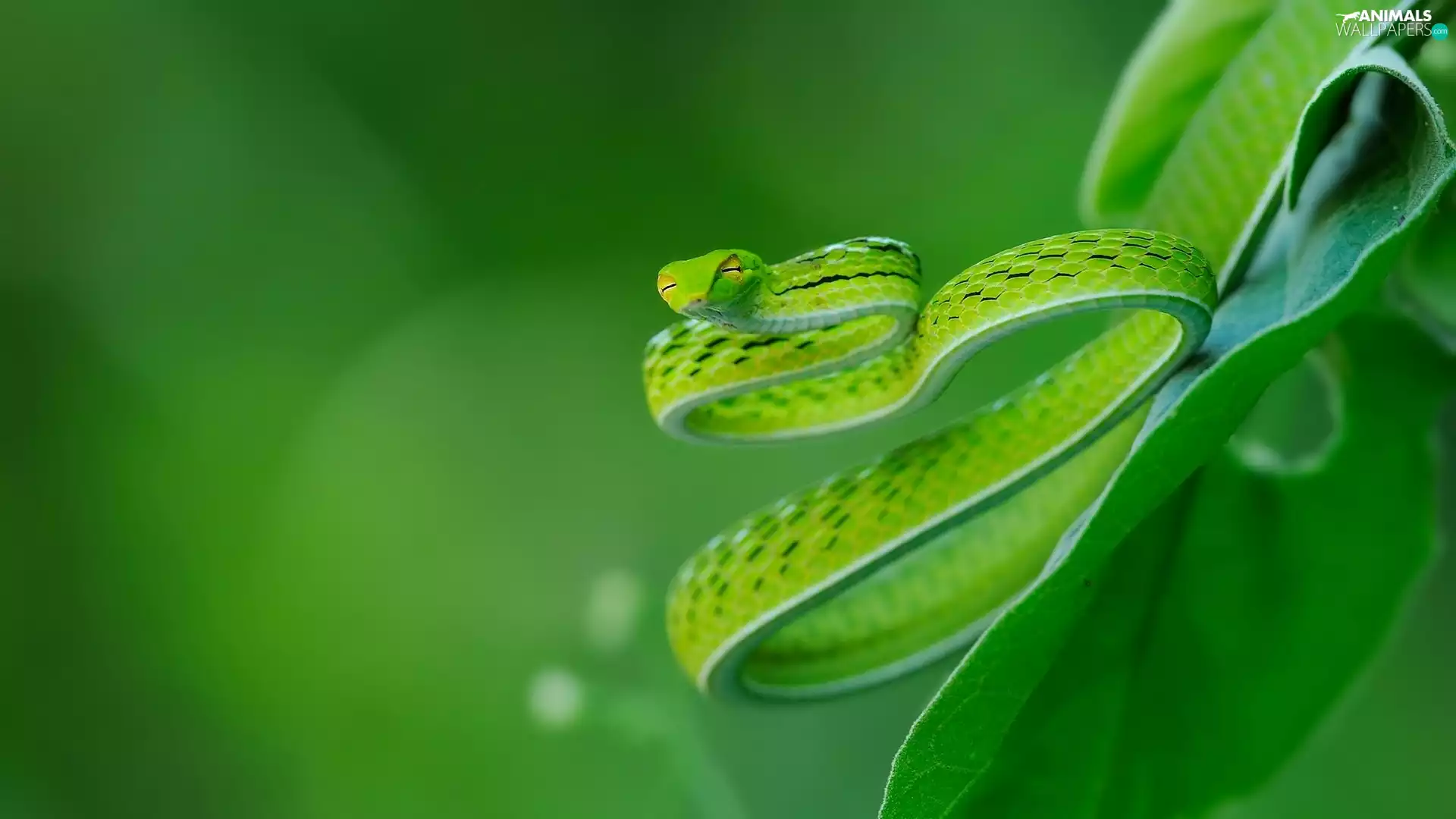 Green, Snake