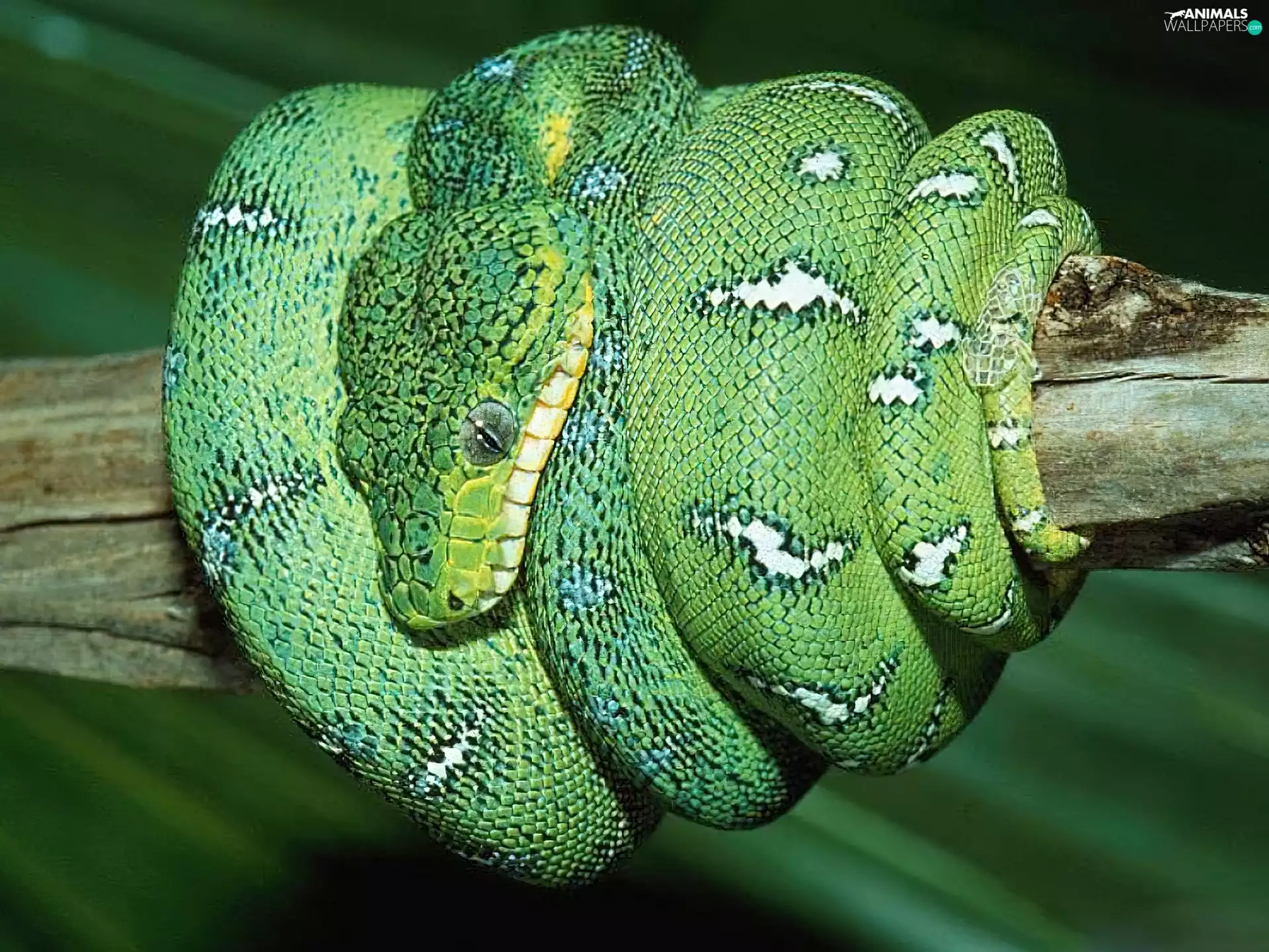 Green, Snake